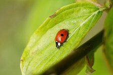 Coccinelle à 2 points