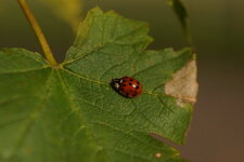 Coccinelle asiatique