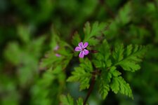 Géranium Herbe à Robert