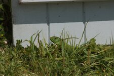 Lézard vert