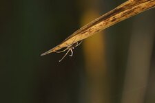 Arachnide