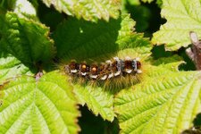 Chenille du Cul-brun