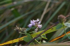 Menthe aquatique