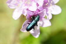 Oedemère sp.