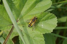 Helophilus trivittatus