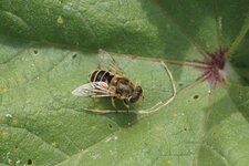 Eristalis arbustorum - sous réserve