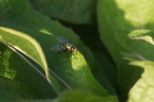 Lucilie sp.