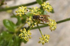 Poliste sp.