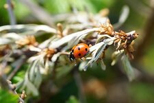 Coccinelle à 7 points