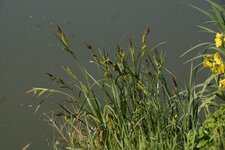 Carex sp.