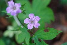 Géranium noueux
