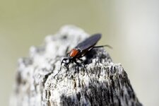Bibion horticole