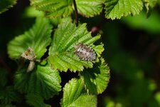 Dolycoris sp. ?