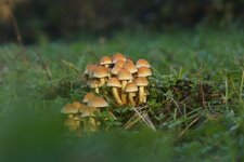 Hypholome en touffe ???