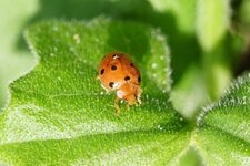 Coccinelle de la Bryone