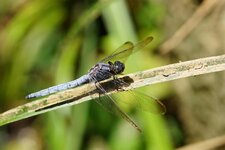 Orthétrum bleuissant