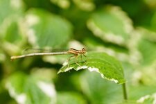 Agrion blanchâtre femelle