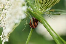 Punaise arlequin