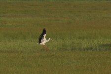 Cigogne blanche
