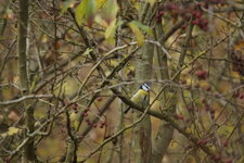 Mésange bleue