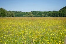 Prairie humide