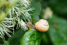Escargot des haies