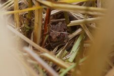 Crapaud commun