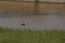 Echasse blanche