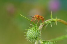 Carpocoris purpureipennis