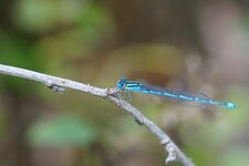Agrion à longs cercoïdes