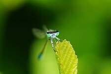 Agrion élégant