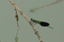 Calopteryx occitan