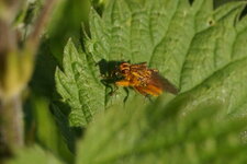 Diptère orange