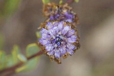 Fleur de Globulaire alypon