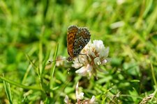 Mélitée du plantain