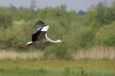 Cigogne blanche