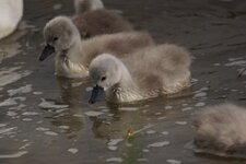 Poussins de Cygne tuberculé