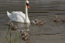 Cygnes tuberculés