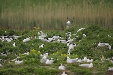 Mouettes mélanocéphale et rieuse