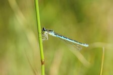 Agrion jouvencelle
