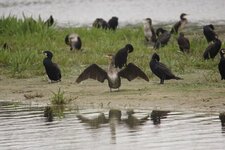 Grands cormorans
