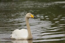 Cygne chanteur