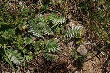 Potentille sp.