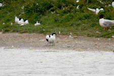 Avocette quadrupède...