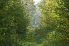 Ambiance forestière