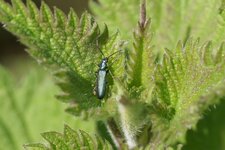 Oedemera virescnes - sous réserve
