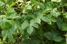 Houblon