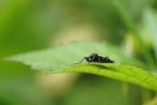 Mouche de St Marc