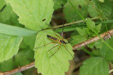 Lunatipula sp. ?