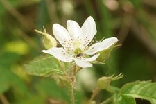 Fleur de Ronce